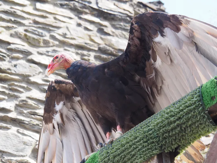 Birds of prey show at Chateau de La Roche-en-Ardenne (Belgium)